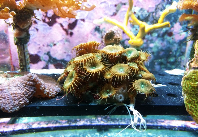 Farebné akvárium so sasankou a koralmi.jpg