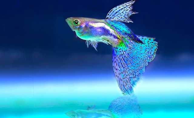 Farebná, neónovo svietiaca ryba v akváriu.jpg
